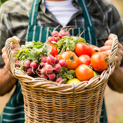 Cueillette de fruits
